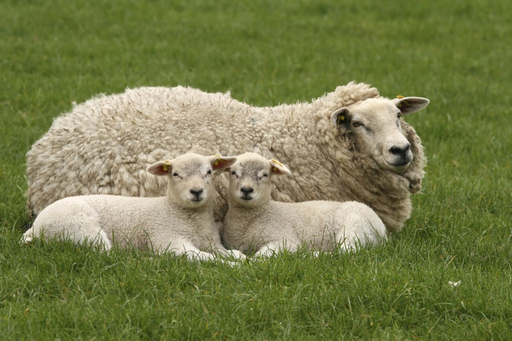 Two-Little-lambs-and-mother-sheep1-1024x682 (1)